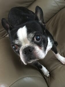 ボストンテリアのチーちゃんアップ写真