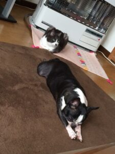 ストーブ前にいる猫のココちゃんとボストンテリアのチーちゃん