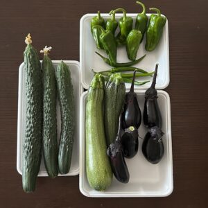 お隣さんから頂いた収穫野菜。ナス、ピーマン、ズッキーニ、青唐辛子。